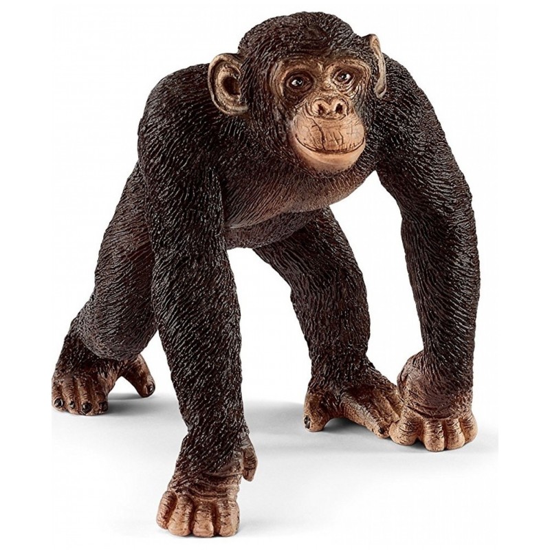 Chimpanzé mâle - Wild Life Chimpanzé mâle - Wild Life