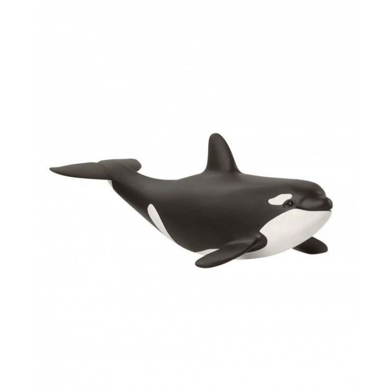 Jeune orque - Wild Life Jeune orque - Wild Life