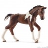 Poulain trakehnen - Horse Club
