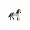 Etalon andalou - Horse Club