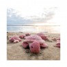 Sauvenou la tortue géante rose - Collection Ptipotos