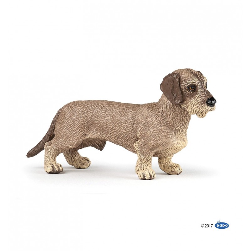 Teckel - Chiens et chats de compagnie Teckel - Chiens et chats de compagnie