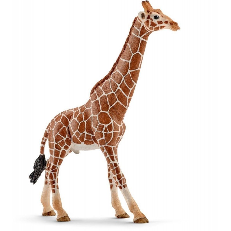Girafe mâle - Wild Life Girafe mâle - Wild Life