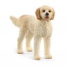 Chien Goldendoodle - Farm World