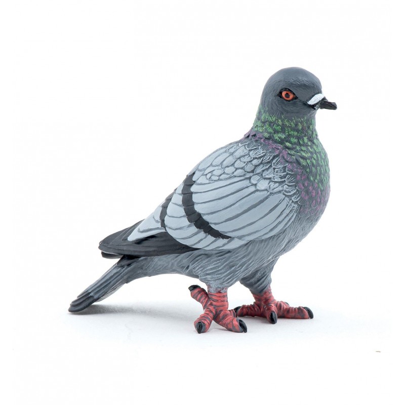Pigeon - Les animaux des jardins Pigeon - Les animaux des jardins