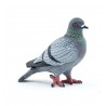 Pigeon - Les animaux des jardins