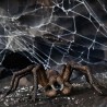Aragog - Harry Potter