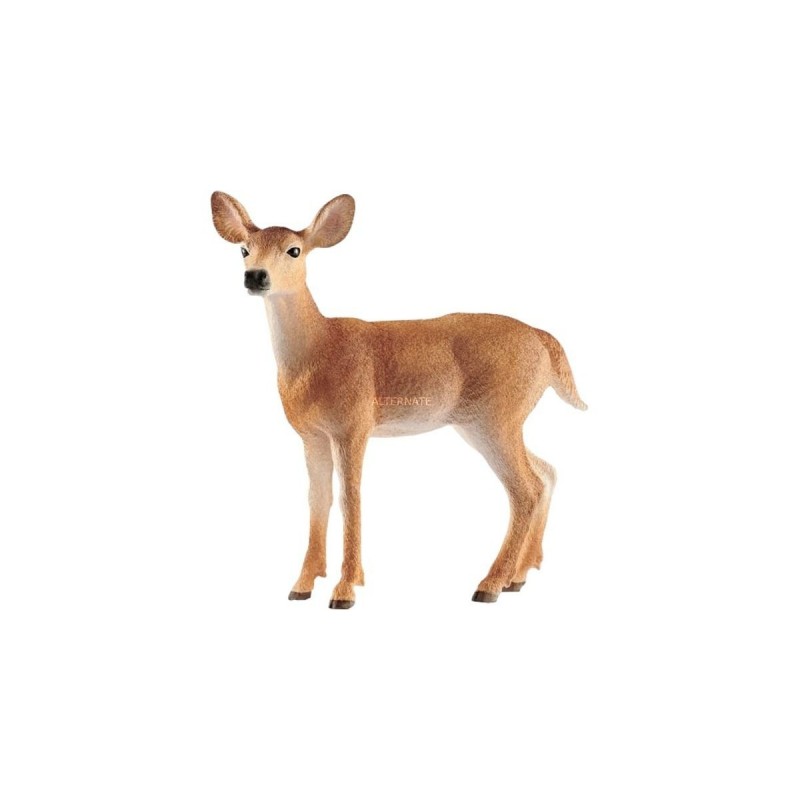 Biche de virginie - Wild Life Biche de virginie - Wild Life