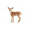 Biche de virginie - Wild Life