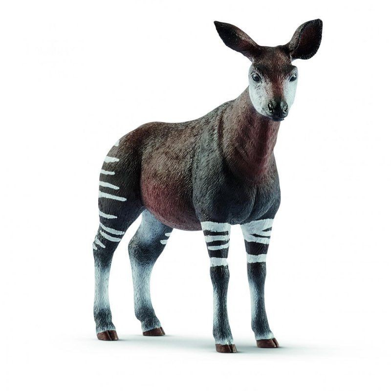 Okapi - Wild life Okapi - Wild life
